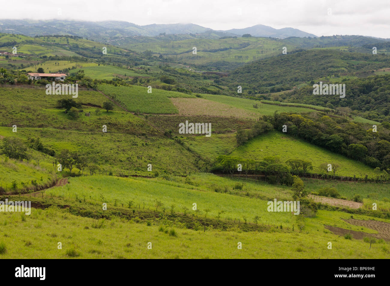 Lush green grazing pastures in northern Costa Rica Stock Photo - Alamy
