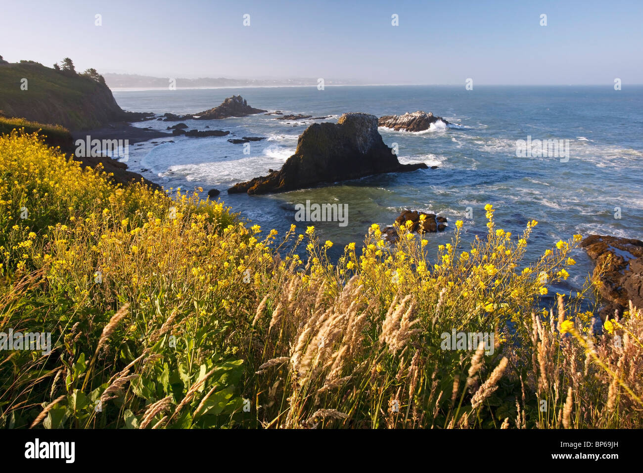 Oregon, United States Of America; Summer Flowers Along Yaquina Head On