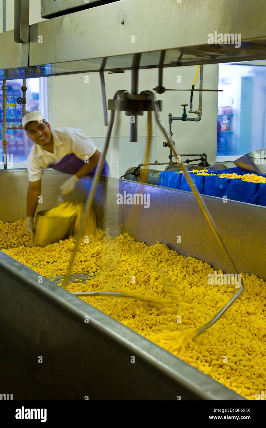 Workers pulling cheese curd out of mixer at the Loleta Cheese Factory