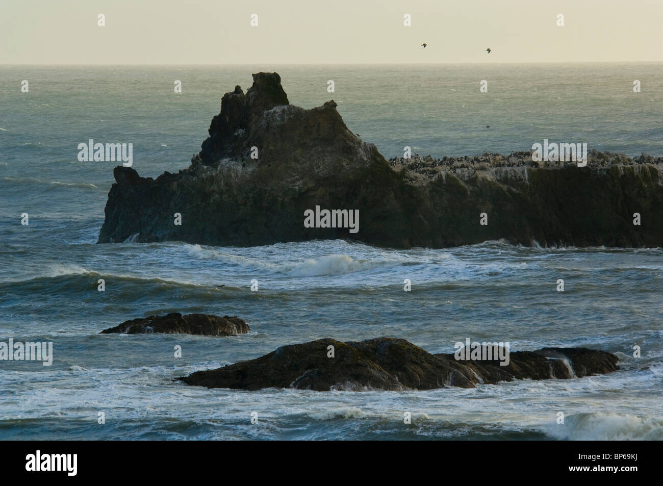 Bird colony on rugged offshore coastal rocks in ocean near Cape Mendocino, on the Lost Coast, California Stock Photo