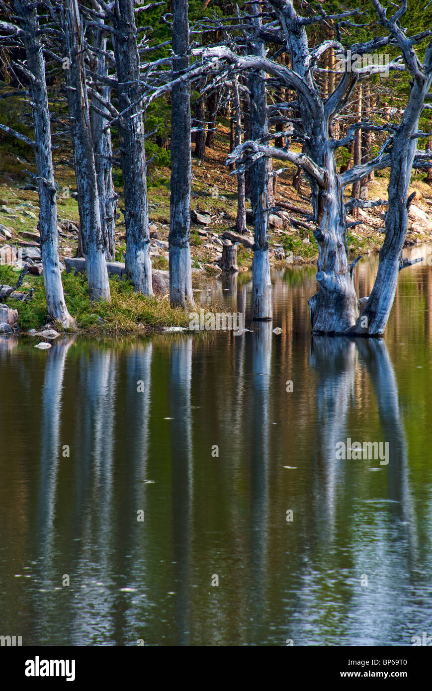 Dead Trees. Laguna de los Patos. Lagunas Glaciares de Neila Natural Park. Burgos province. Castilla y Leon. Spain. Stock Photo