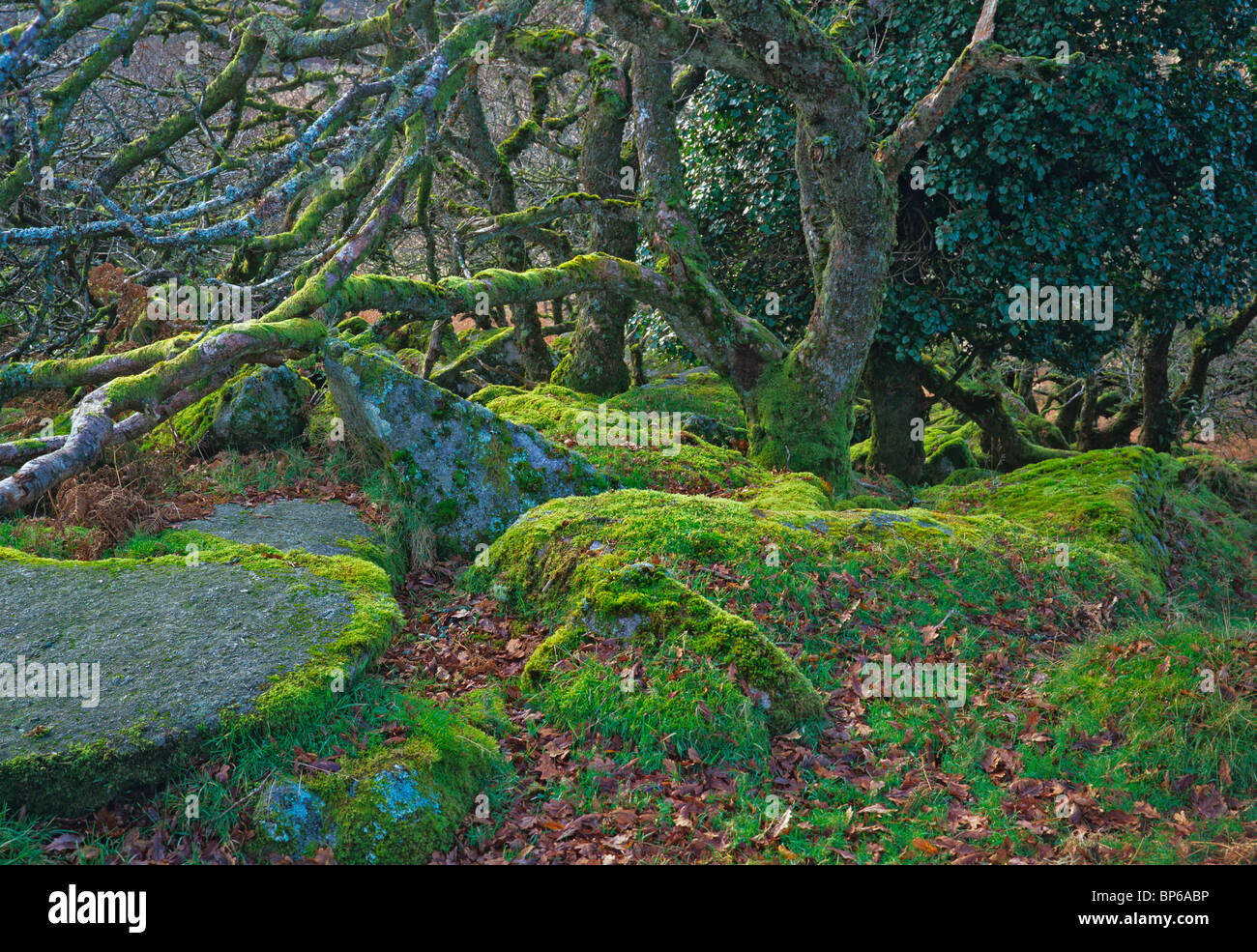 The mystical and haunting Wistmans' Wood on Dartmoor Stock Photo