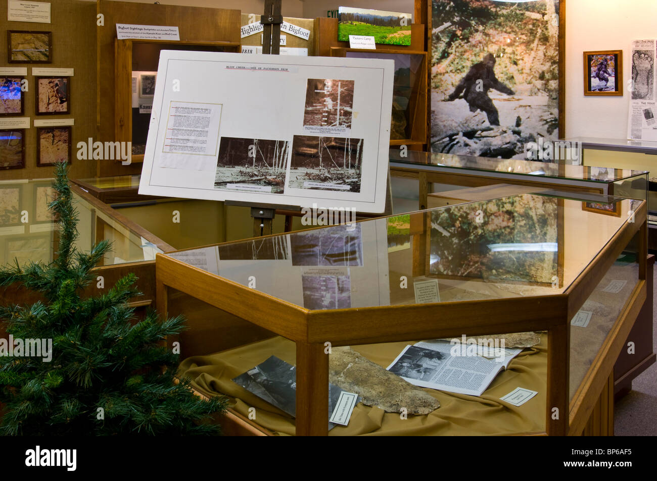 Bigfoot artifacts and footprint casts on display at the Willow Creek - China Flat Museum, Willow Creek, California Stock Photo
