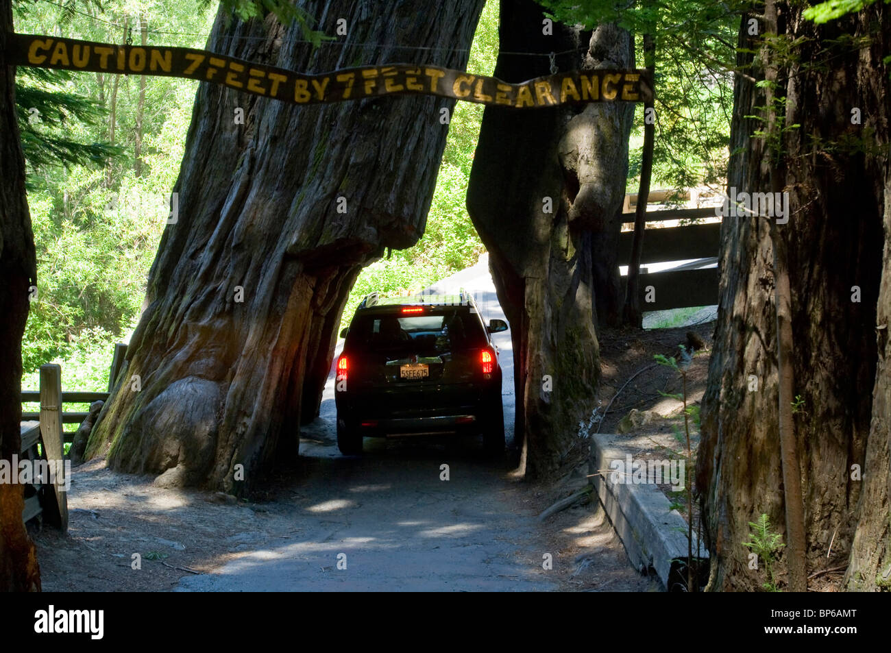 Car driving through Shrine Drive Thru Redwood Tree tourist attraction