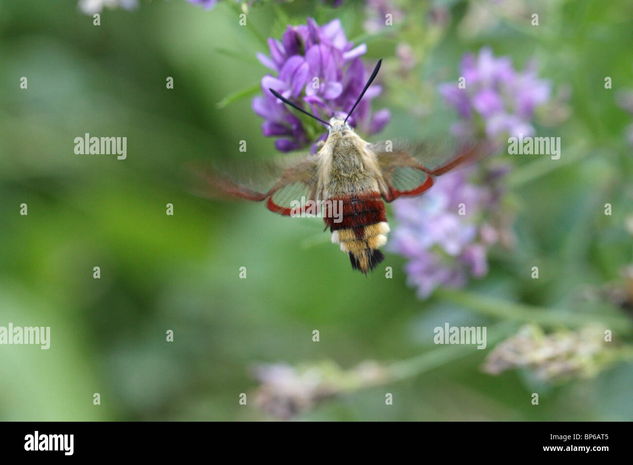 Broad-bordered Bee Hawk-moth (Hemaris fuciformis) Stock Photo