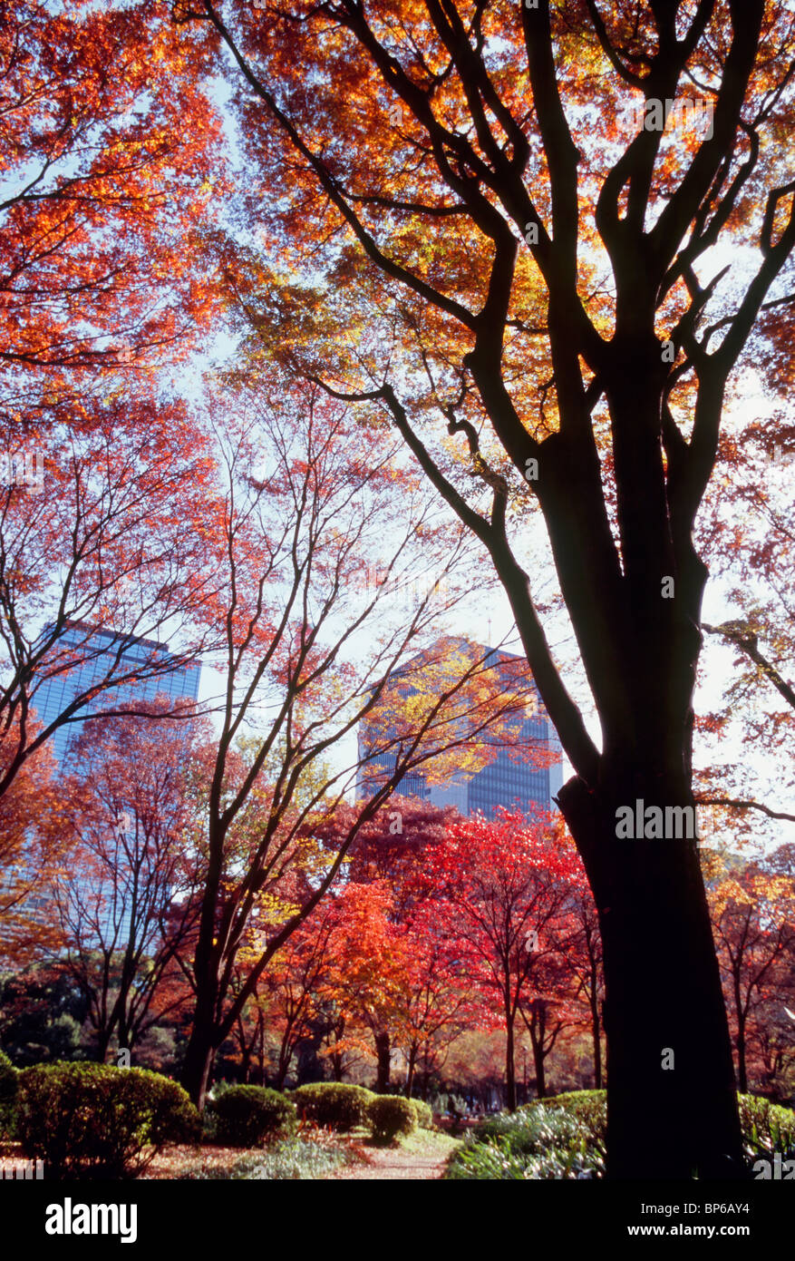 Autumn Leaves at Hibiya Park, Chuo, Tokyo, Japan Stock Photo Alamy