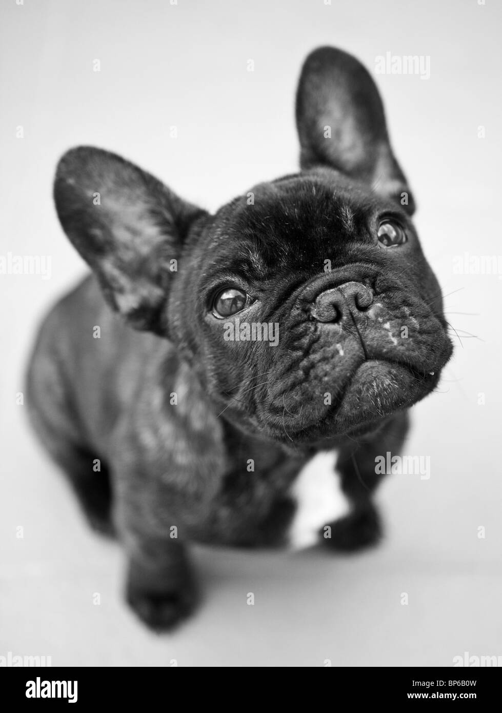 French Bulldog Puppy Stock Photo Alamy
