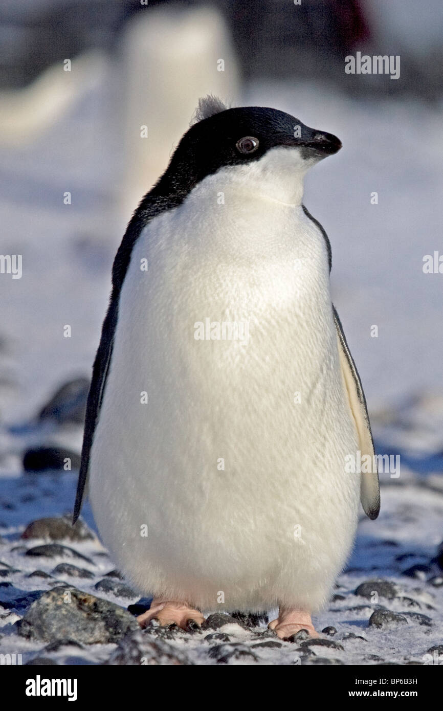 Full portrait of an Adelie Penguin chick, with its head facing right, in Antarctica Stock Photo