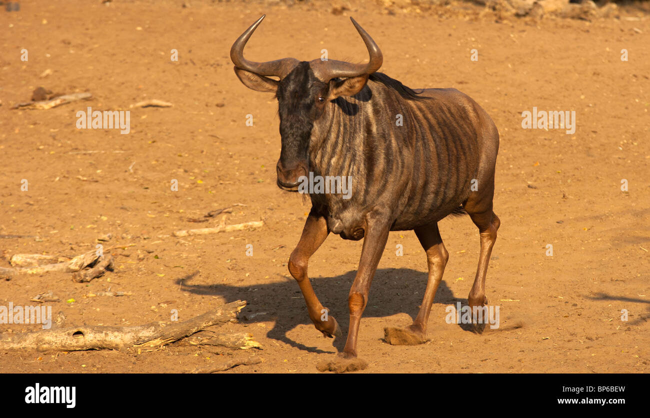 blue wildebeest running Stock Photo