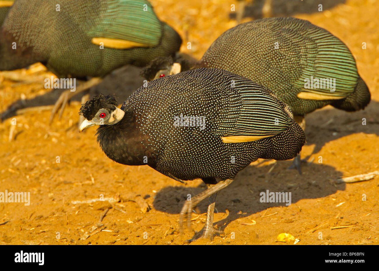 crested guineafowl Stock Photo