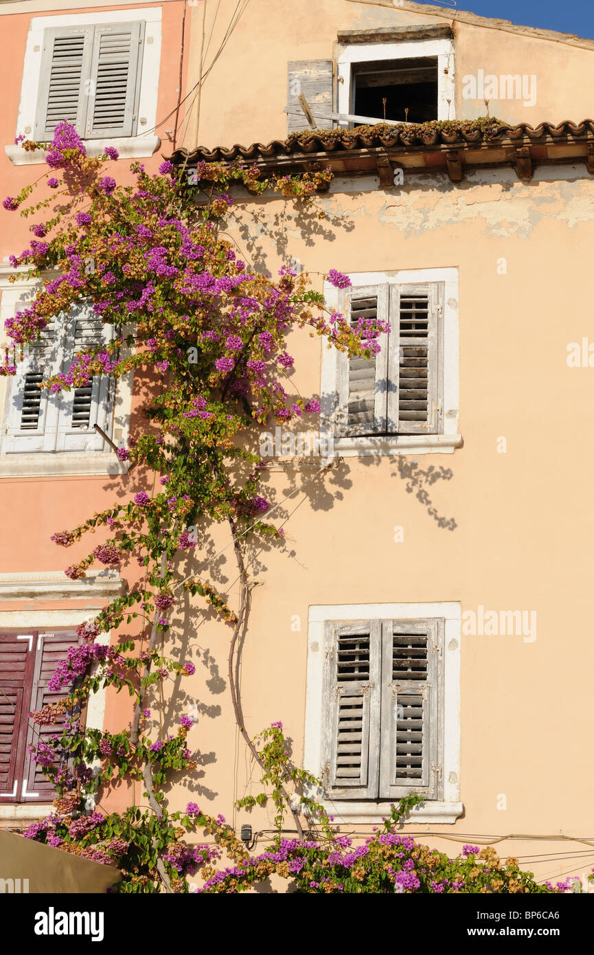 Old window shutters in Europe with Bougainvillea creeper on wall Stock Photo