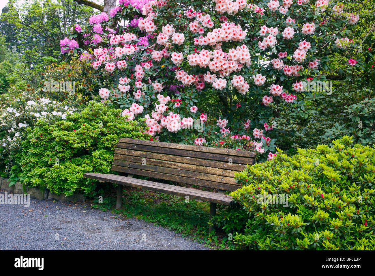 Portland, Oregon, United States Of America; Spring Flowers And A Bench In Crystal Springs Rhododendron Gardens Stock Photo