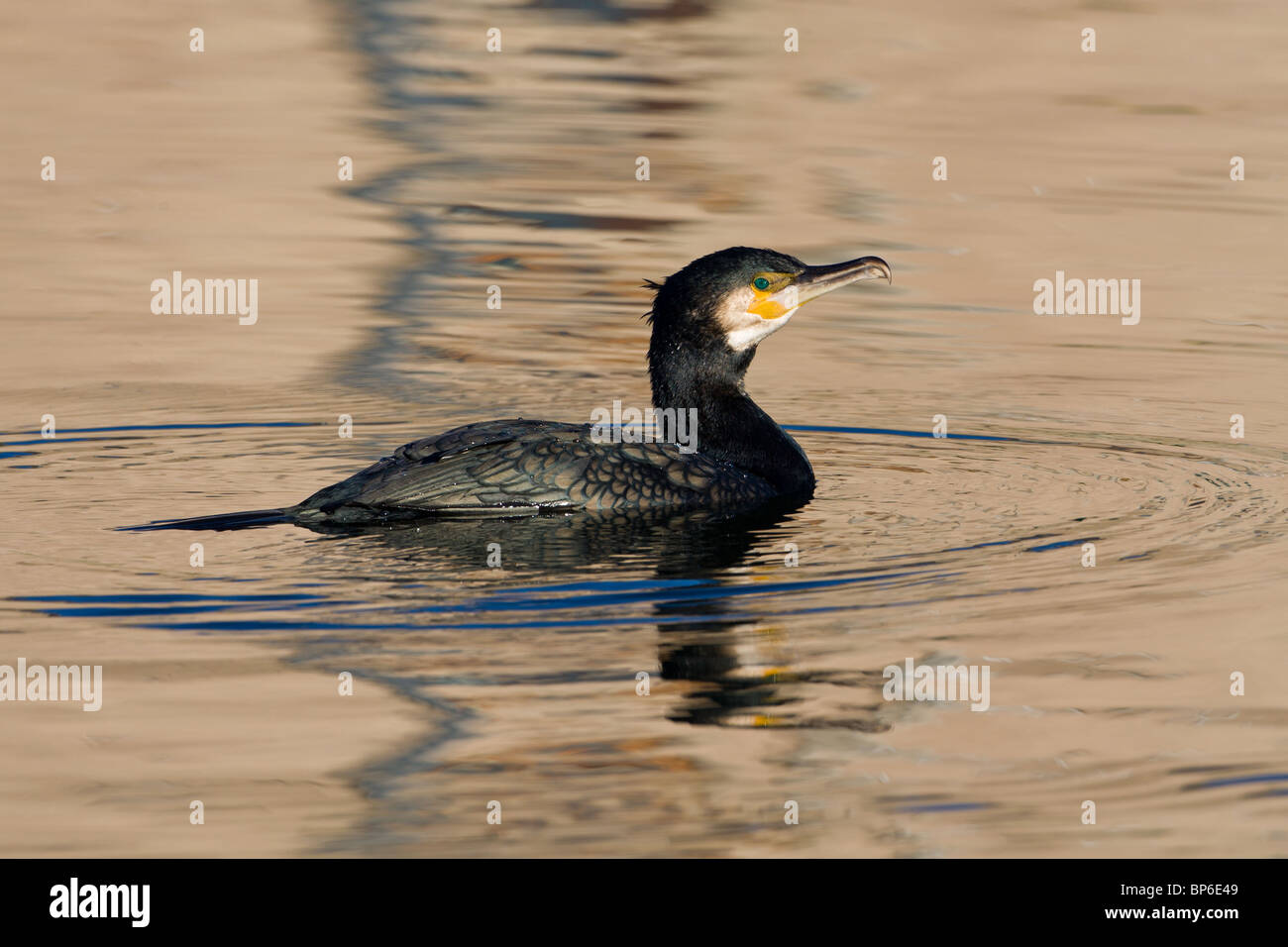 Great Cormorant, Phalacrocorax carbo Stock Photo