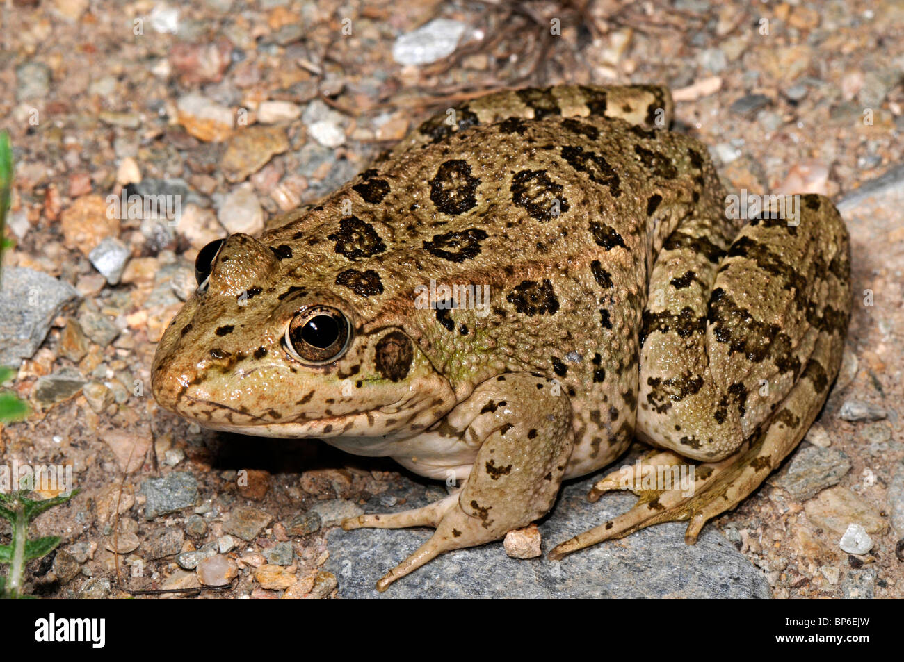 Coruna frog (Rana perezi, Rana ridibunda perezi), single individual, Spain, Murcia Stock Photo