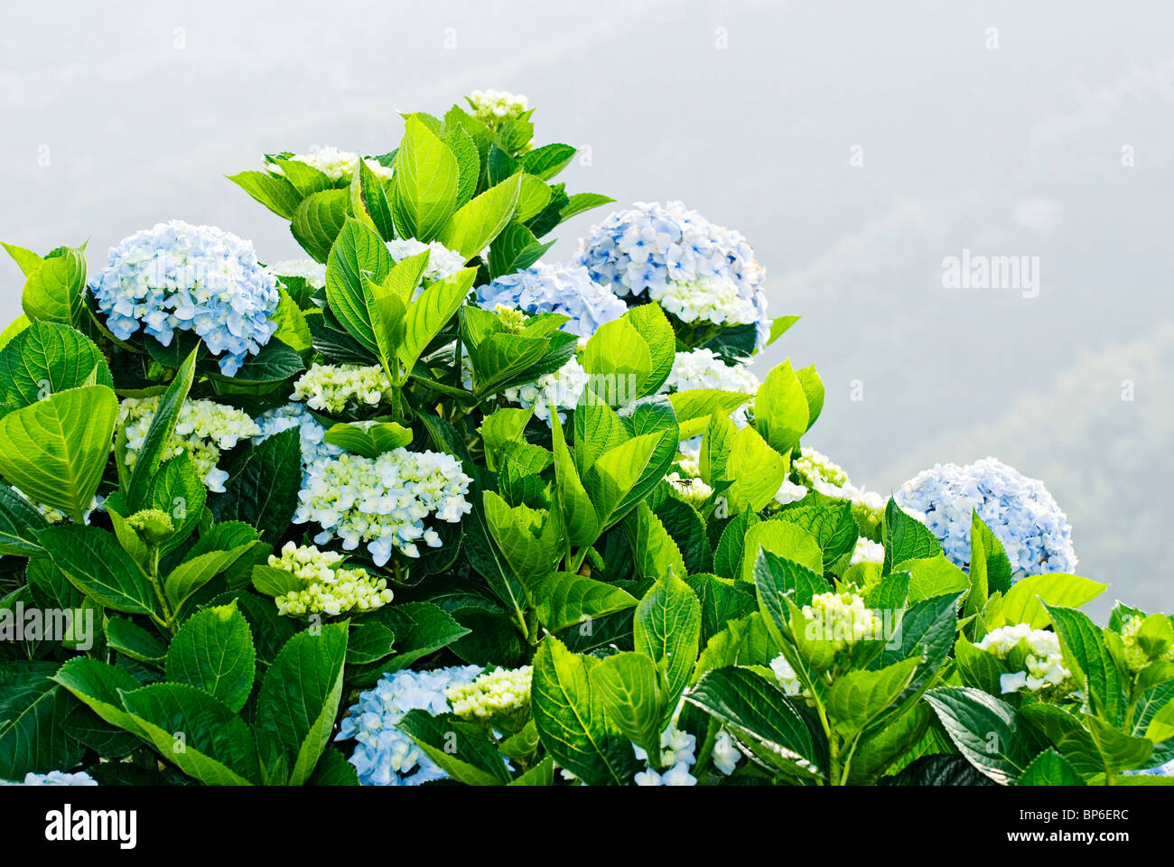 Hydrangea Macrophylla Blue High Resolution Stock Photography and Images ...