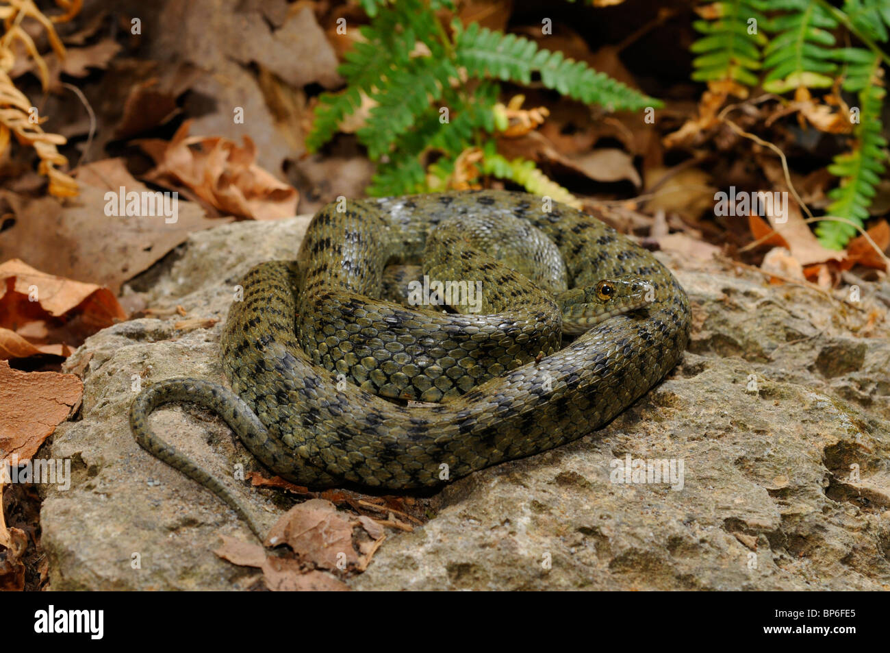 dice snake (Natrix tessellata), rolled up, reptile of the year 2009, Greece, Creta, Kournas See Stock Photo