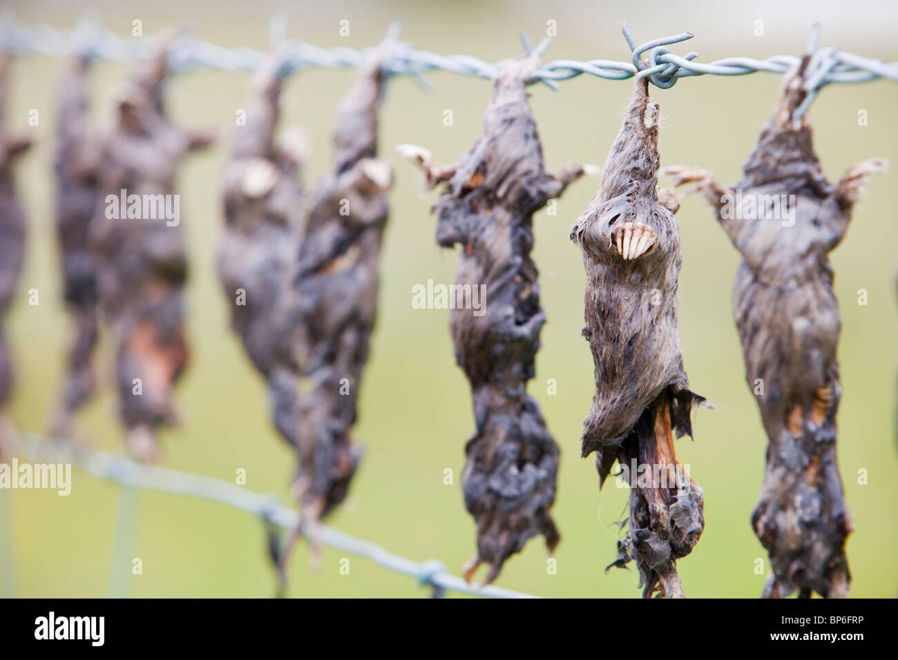 Moles hanging on a fence in Wet Sleddale near Shap, Cumbria, UK. Stock Photo