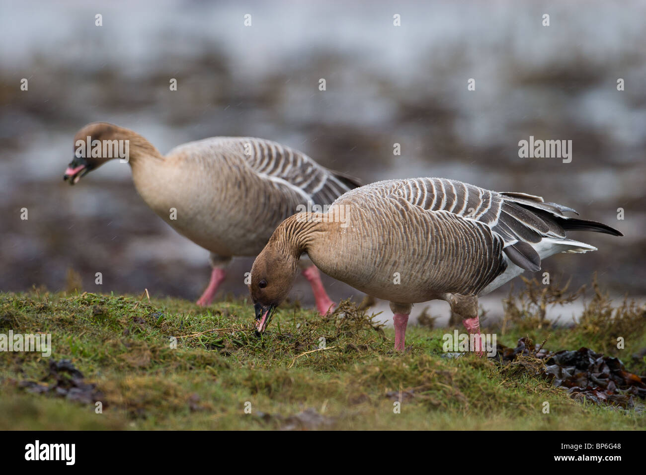 Pink-footed Goose, Anser brachyrhynchus Stock Photo