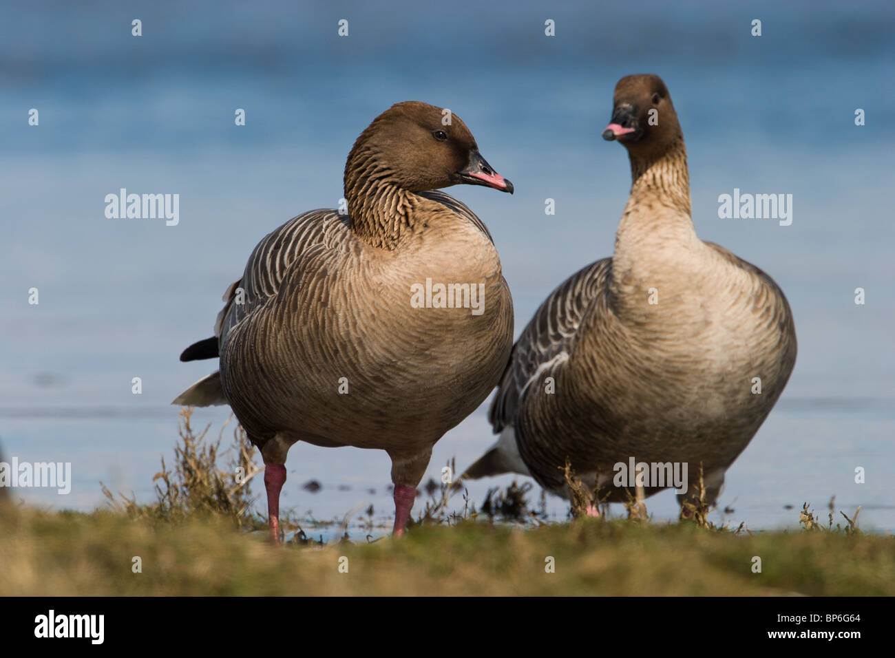 Pink-footed Goose, Anser brachyrhynchus Stock Photo