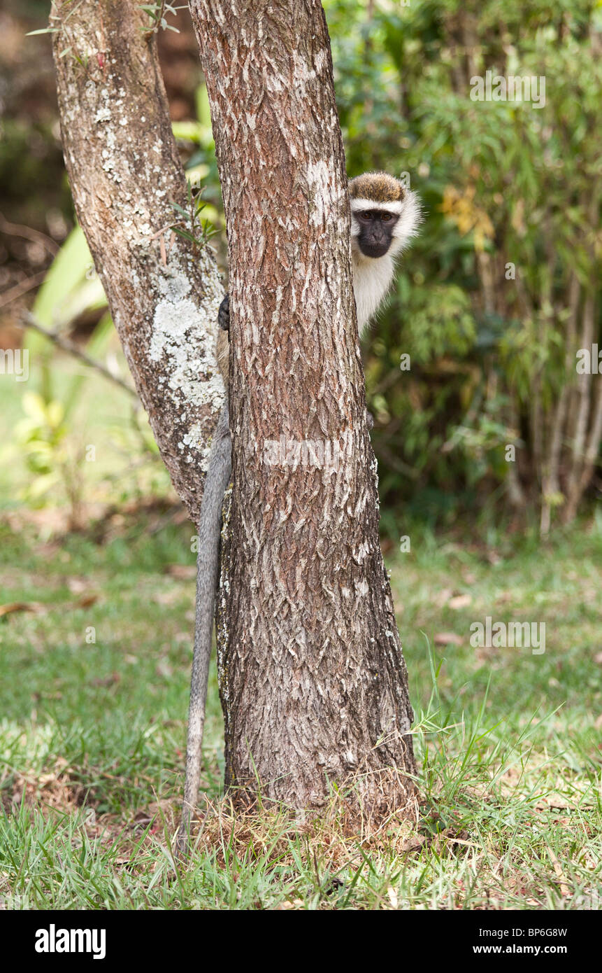 A monkey in a tree Stock Photo