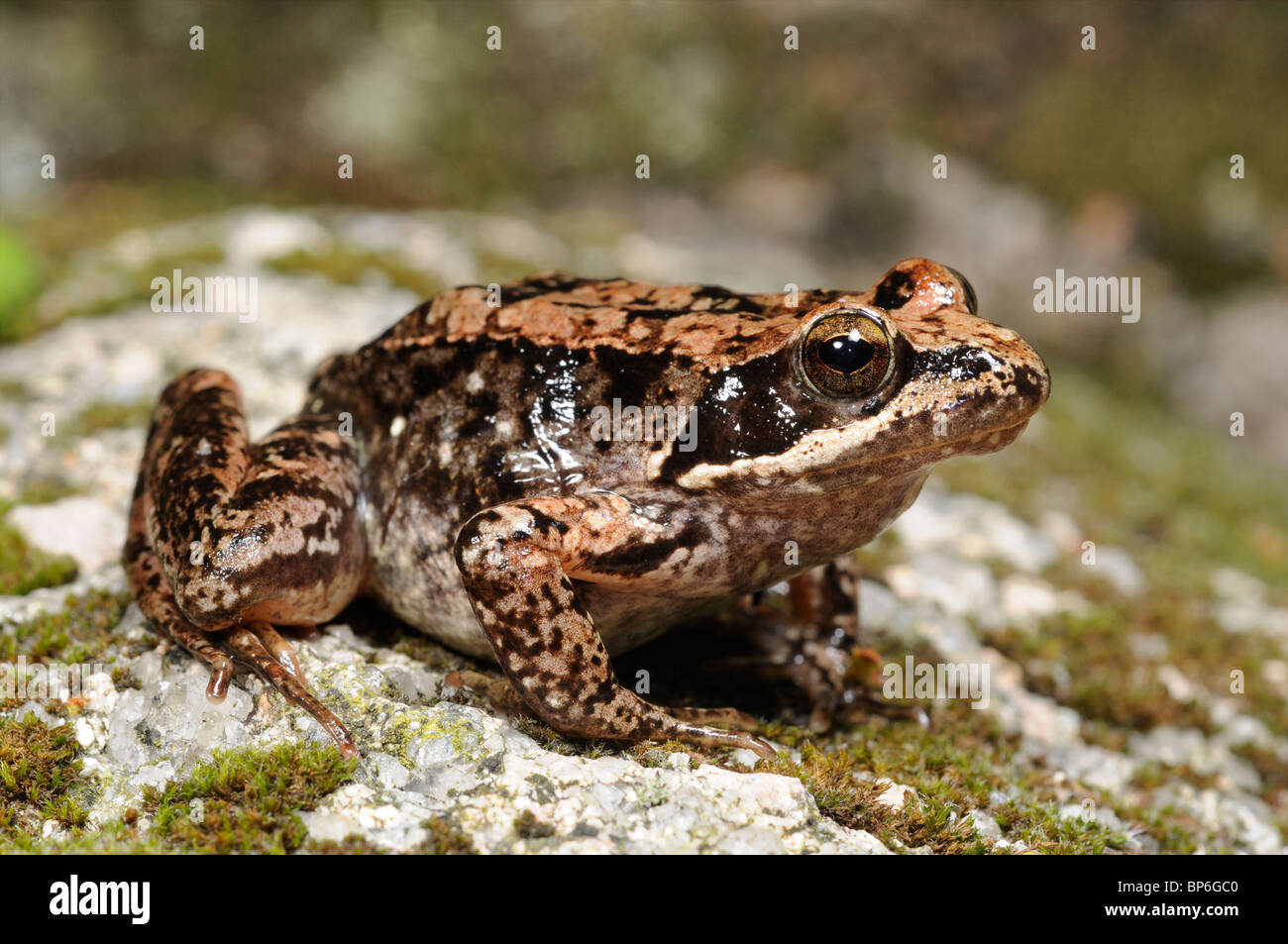 Iberian frog, Spanish frog (Rana iberica), on mossy stone, Portugal, Nationalpark Peneda Geres Stock Photo