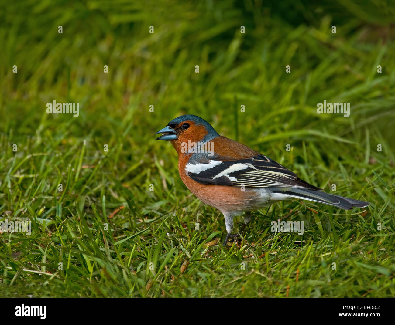 Chaffinch male in breeding plumage Stock Photo