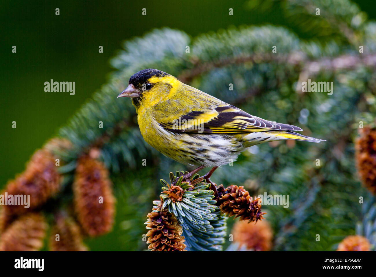 Male Siskin, Carduelis spinus, on Sitka Spruce branch Stock Photo