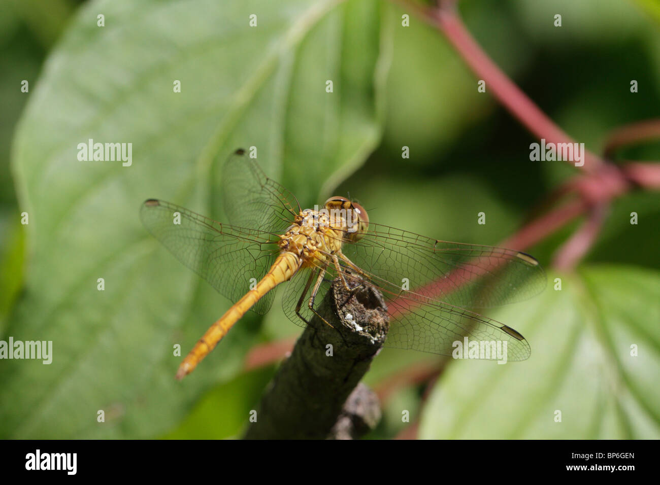 Female Sympetrum vulgatum, Vagrant Darter, a common dragonfly Stock Photo
