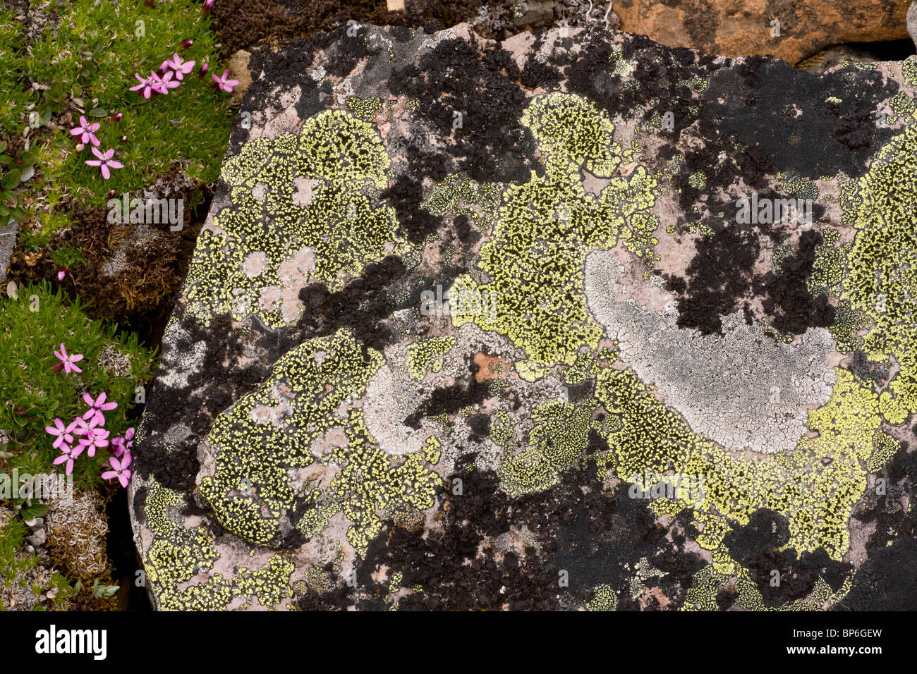 Lichens, with Moss campion, on high-altitude scree in the canadian rockies. Banff. Stock Photo