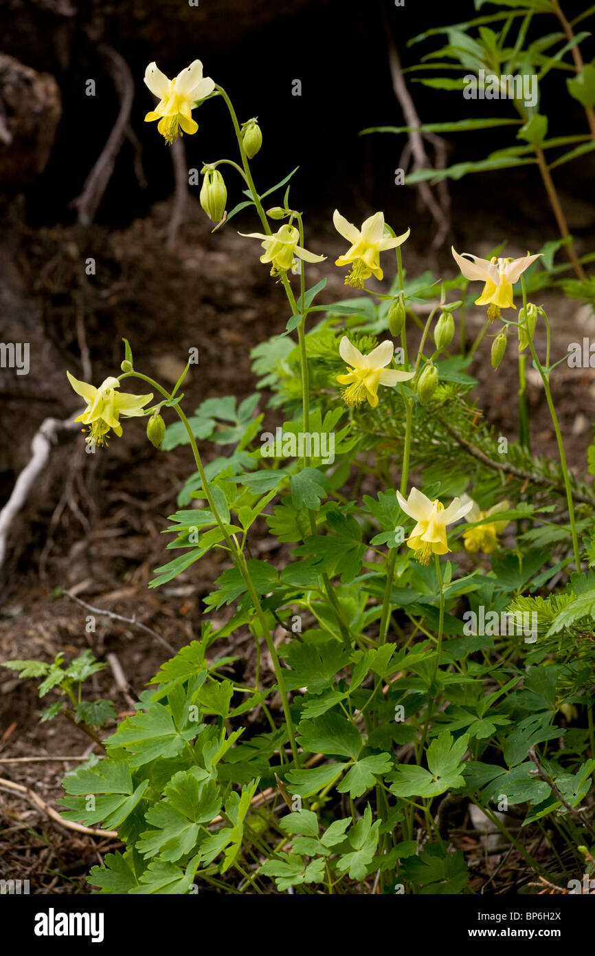 Yellow Columbine, Aquilegia flavescens in woodland, Rockies, Canada Stock Photo