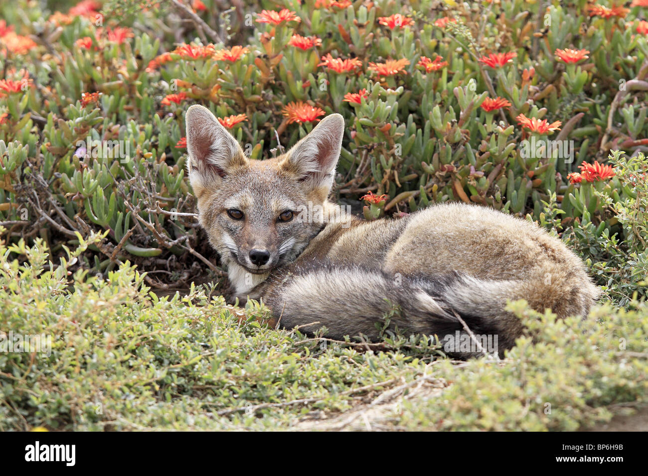 Grey Zorro, Patagonian Fox, South American Gray Fox (Dusicyon griseus, Pseudalopex griseus), adult lying in front of flowers. Stock Photo