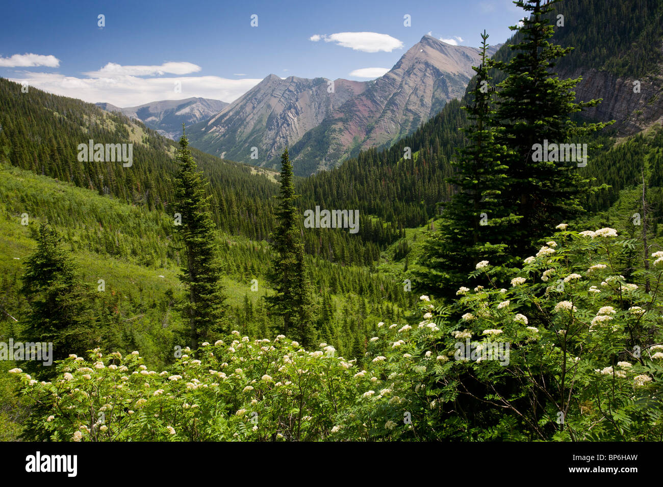 Rowe Creek, with Mountain Ash in the foreground, Waterton National Park