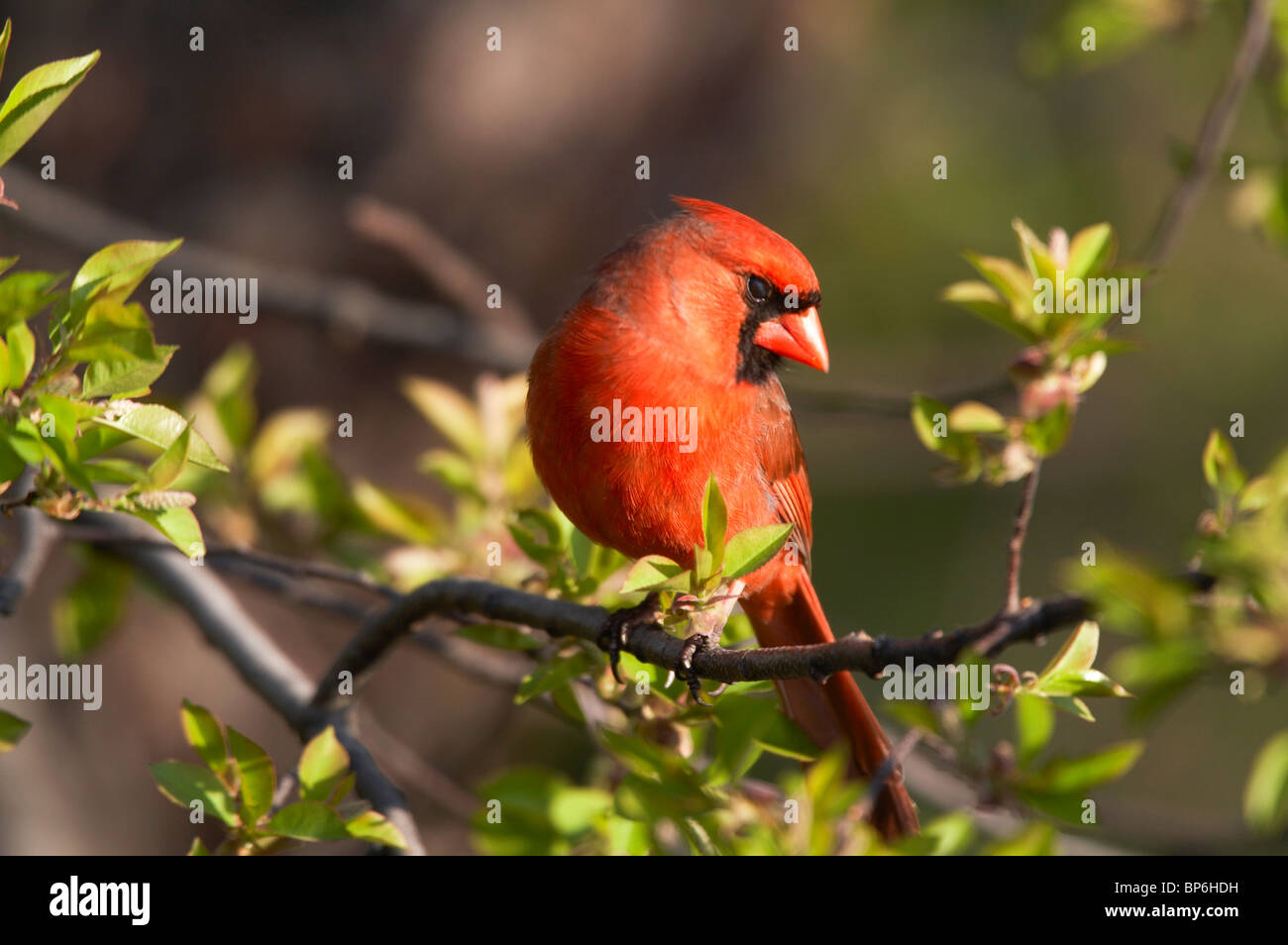 Adult Male Northern Cardinal Perched on a Branch Stock Photo