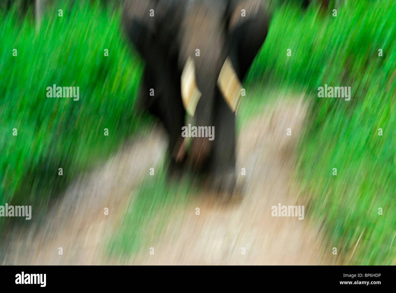 Asian or Indian Elephant (Elephas maximus). Stock Photo