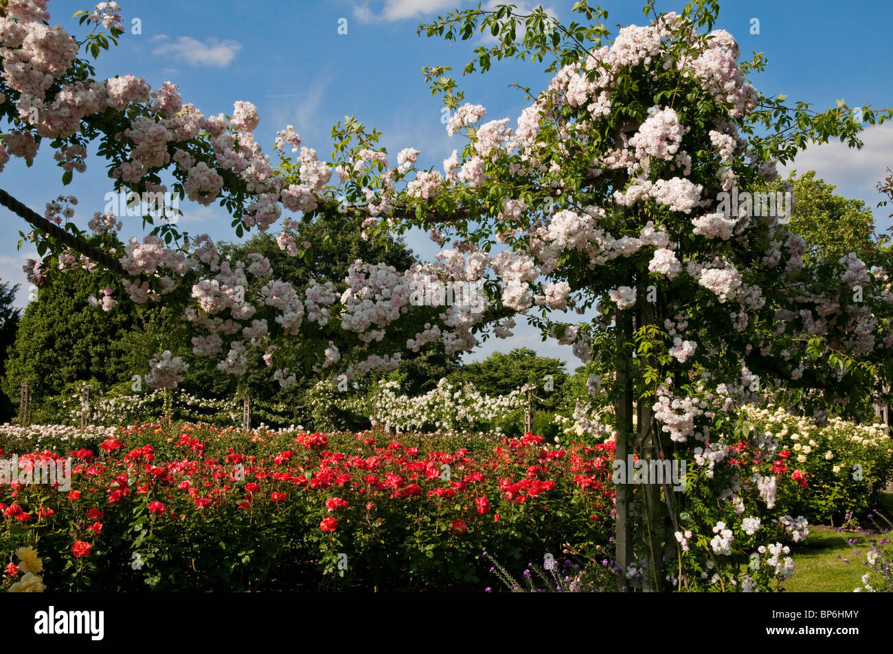 London. Regents Park, Queen Mary's Gardens, Roses. Stock Photo