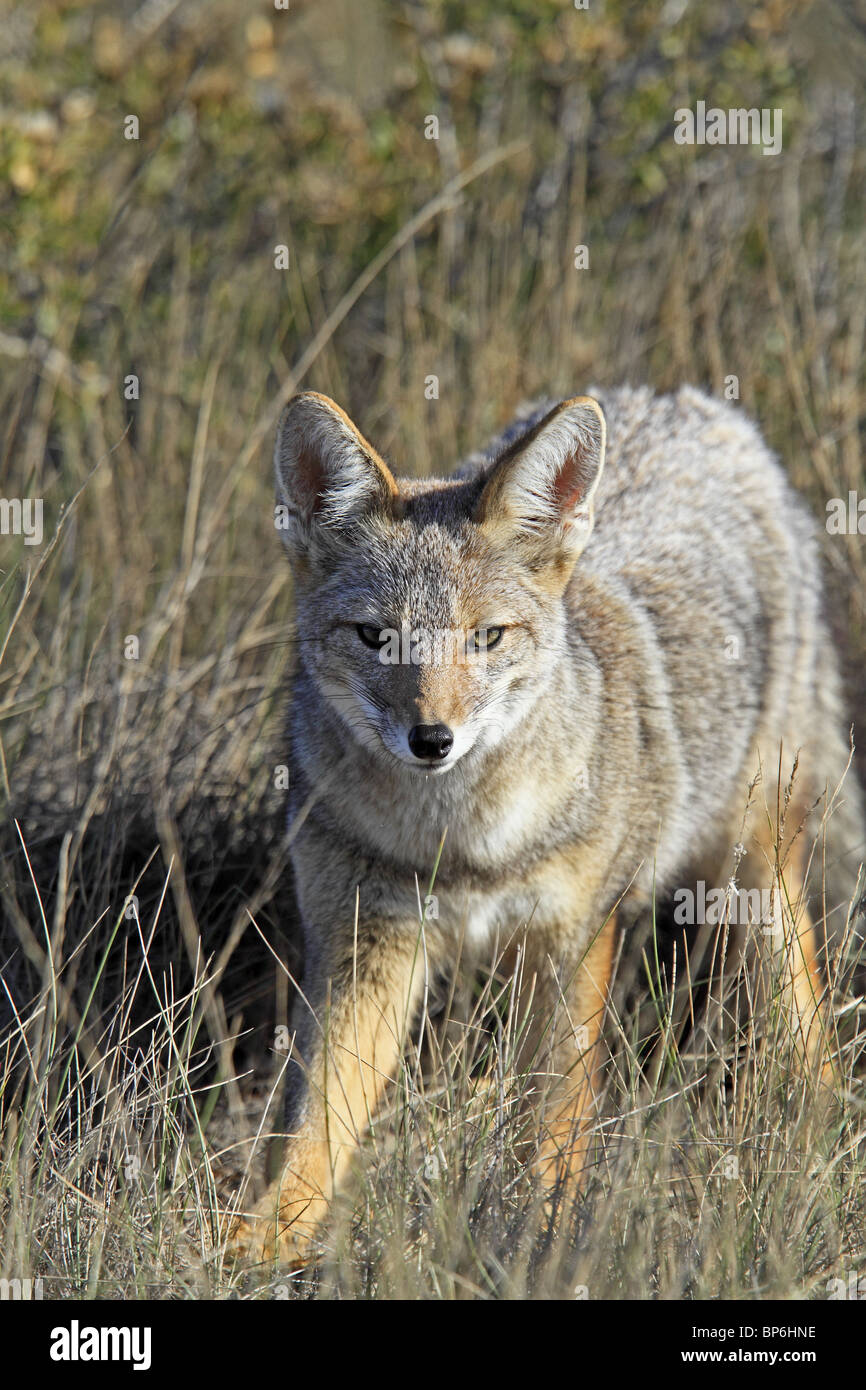 Grey Zorro, Patagonian Fox, South American Gray Fox (Dusicyon griseus, Pseudalopex griseus), adult standing in grass. Stock Photo