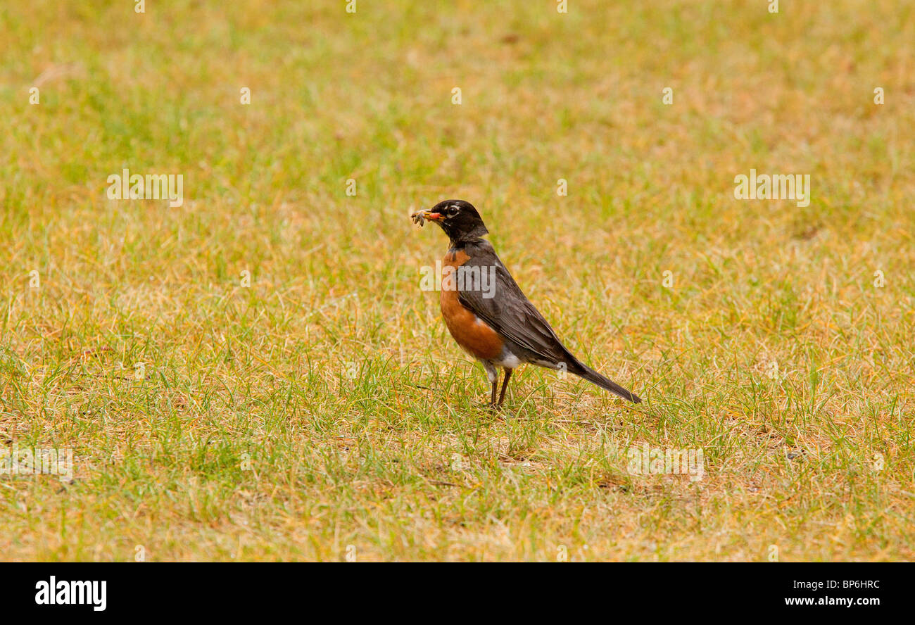 American Robin, Turdus migratorius, adult male. Canada Stock Photo