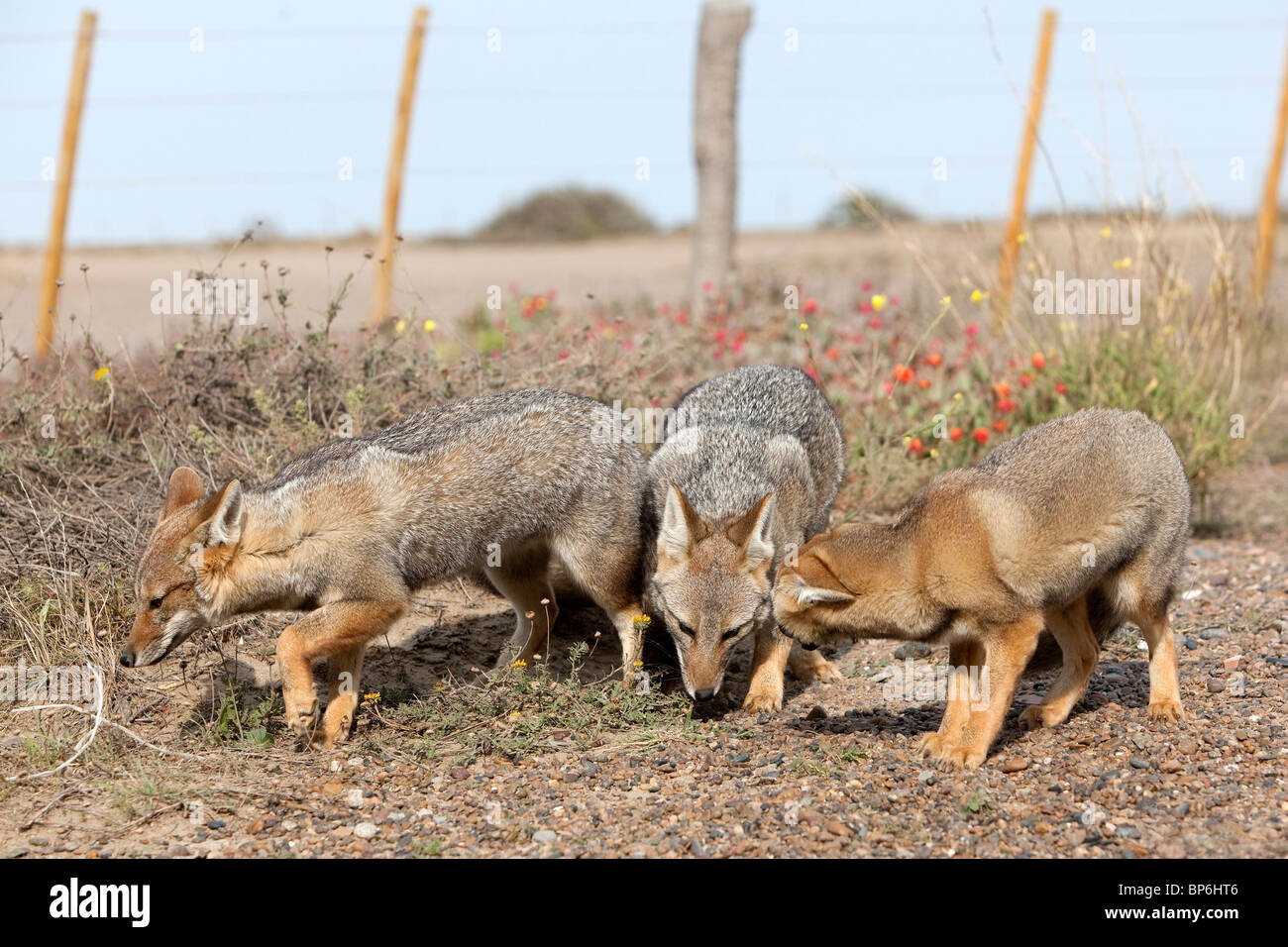 Grey Zorro, Patagonian Fox (Dusicyon griseus, Pseudalopex griseus). Pair with puppy in front of a fence. Stock Photo