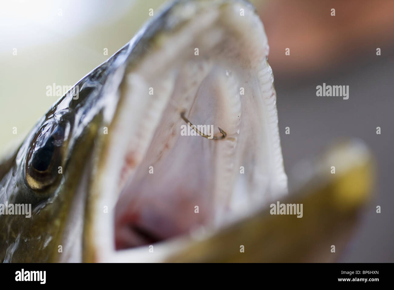Detail of a hook in the mouth of a fish Stock Photo - Alamy