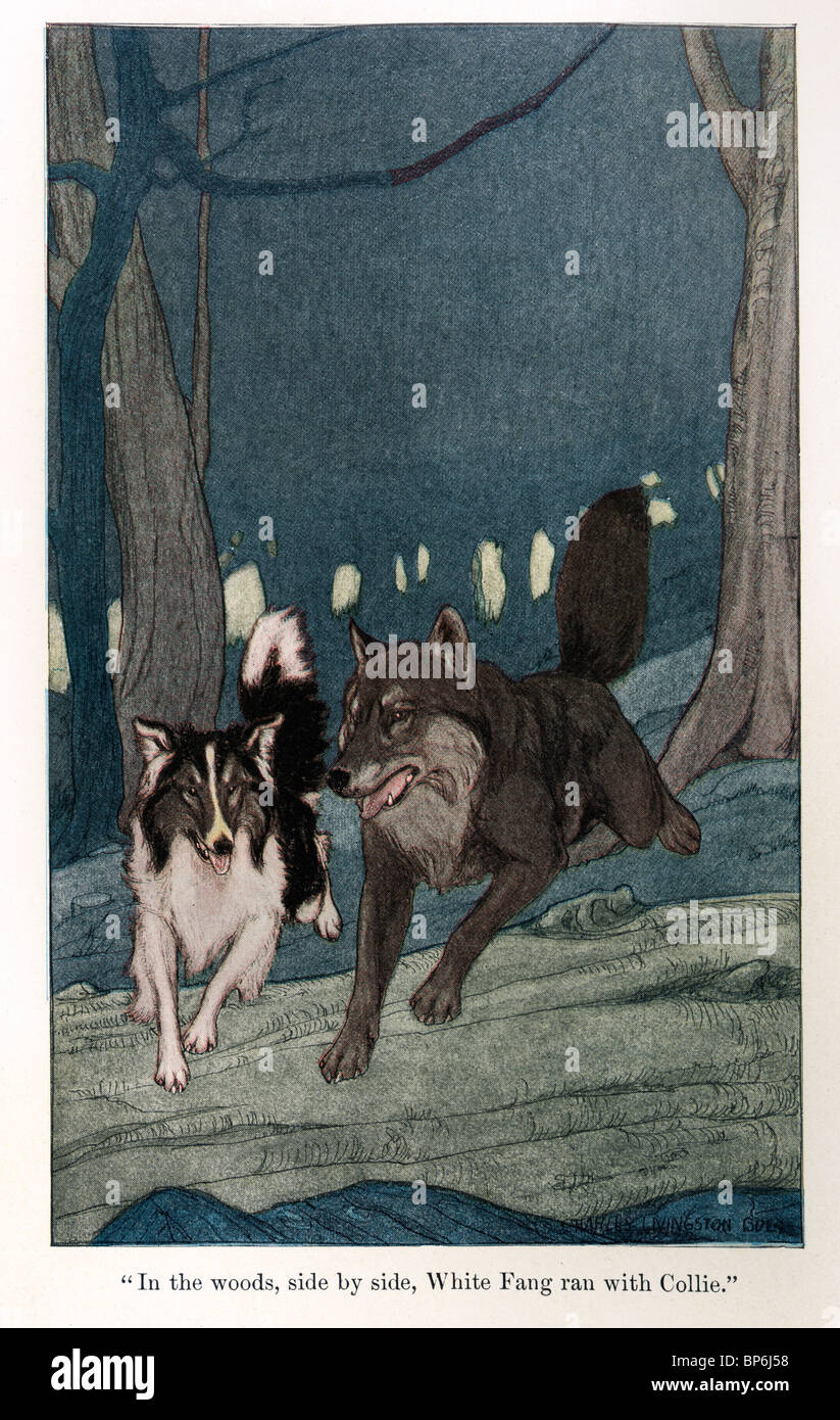 An illustration from White Fang by Jack London, 1905, 1906; illustrated by Charles Livingston Bull. Stock Photo
