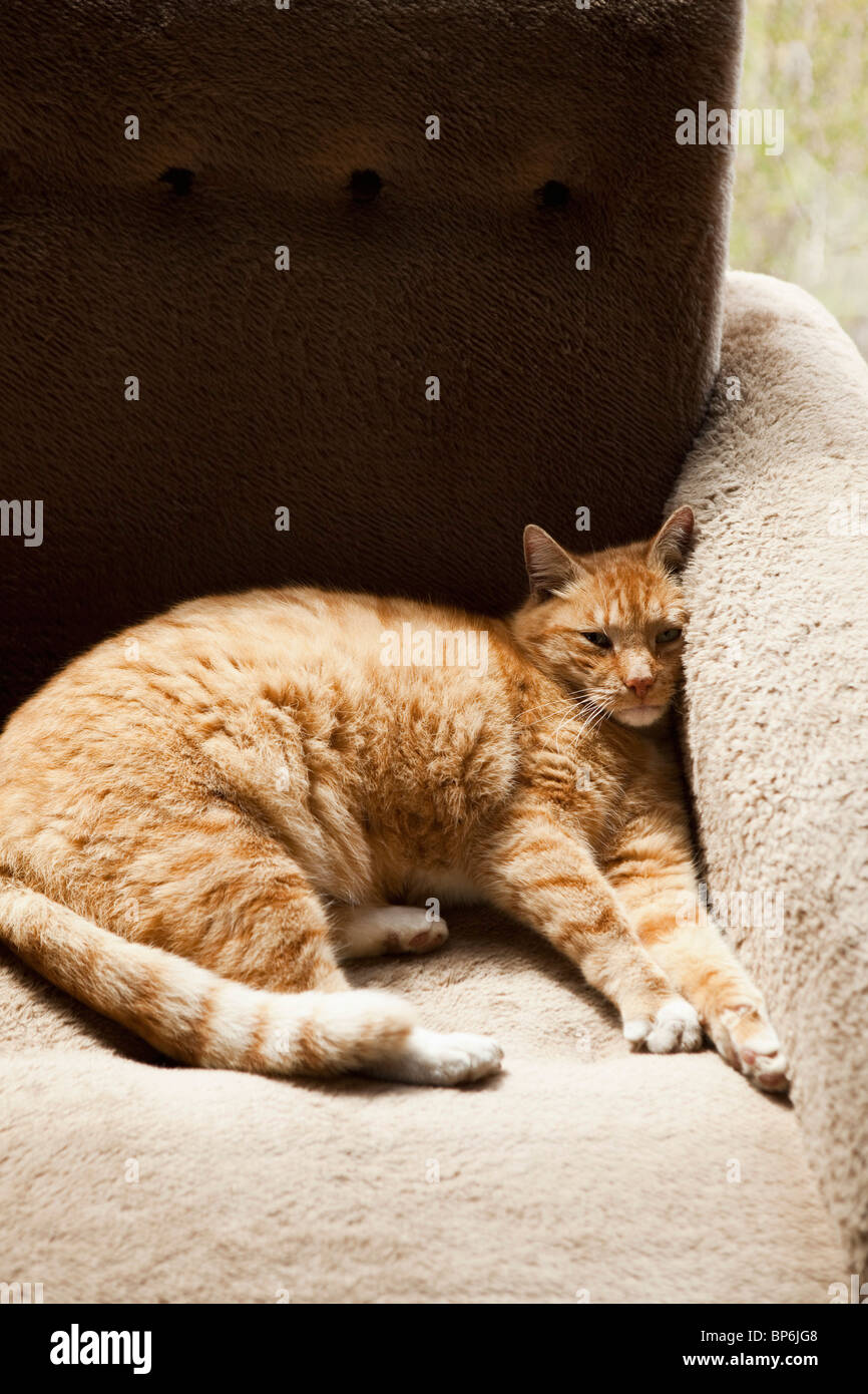 A tabby cat lying comfortably in an armchair Stock Photo Alamy