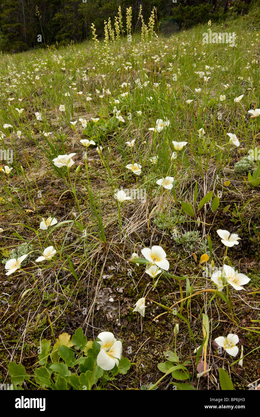 Three-spot Mariposa-Lily, Calochortus apiculatus, en masse, Rowe Creek, Waterton National Park, Canada Stock Photo