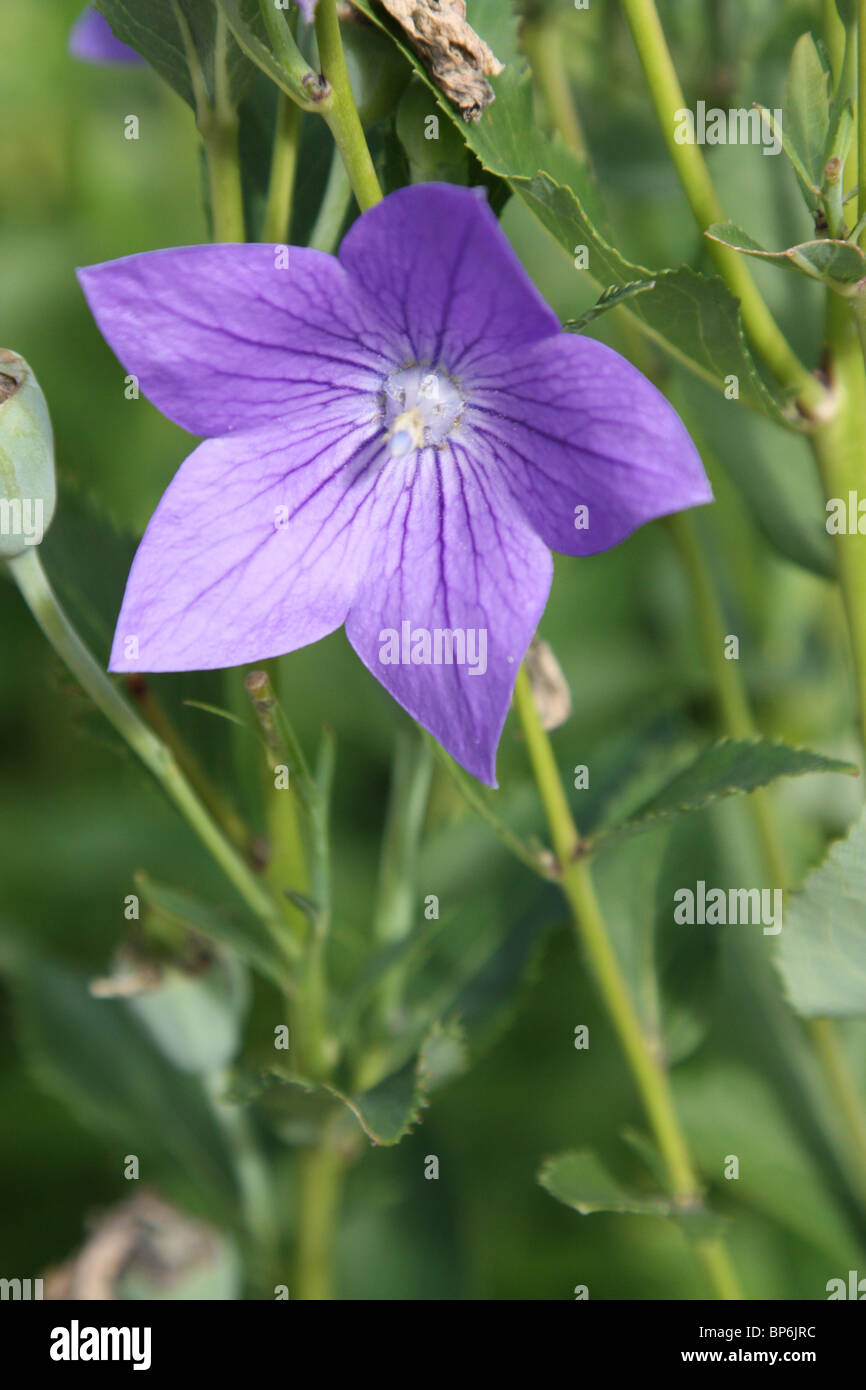 balloon flower platycodon grandiflorus astra double blue Stock Photo