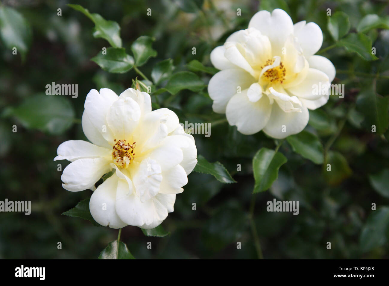 Téléchargement gratuit Images New Dawn Rose Stock Photos New Dawn Rose Stock Images Alamy actualisé par