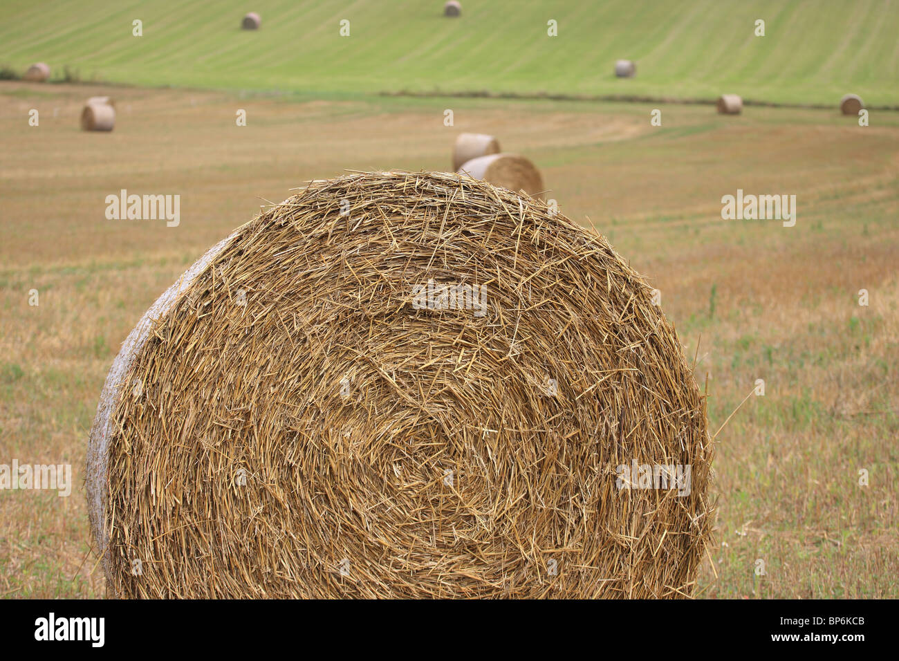 Bales of hay in French field in the Dordogne Region Stock Photo Alamy