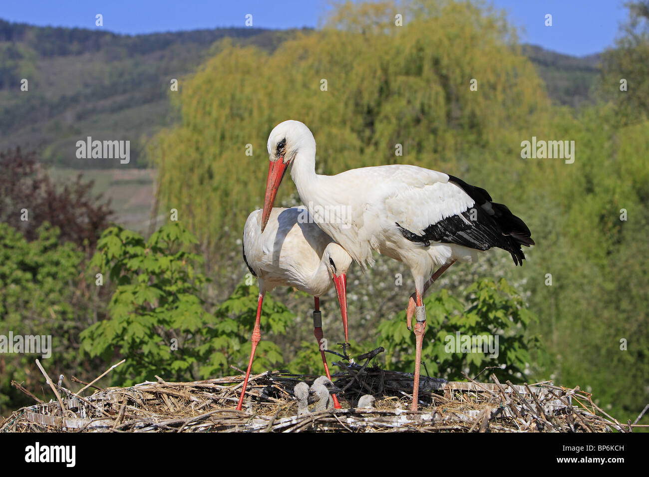 European White Stork (Ciconia ciconia). Parents with chicks on nest. Stock Photo