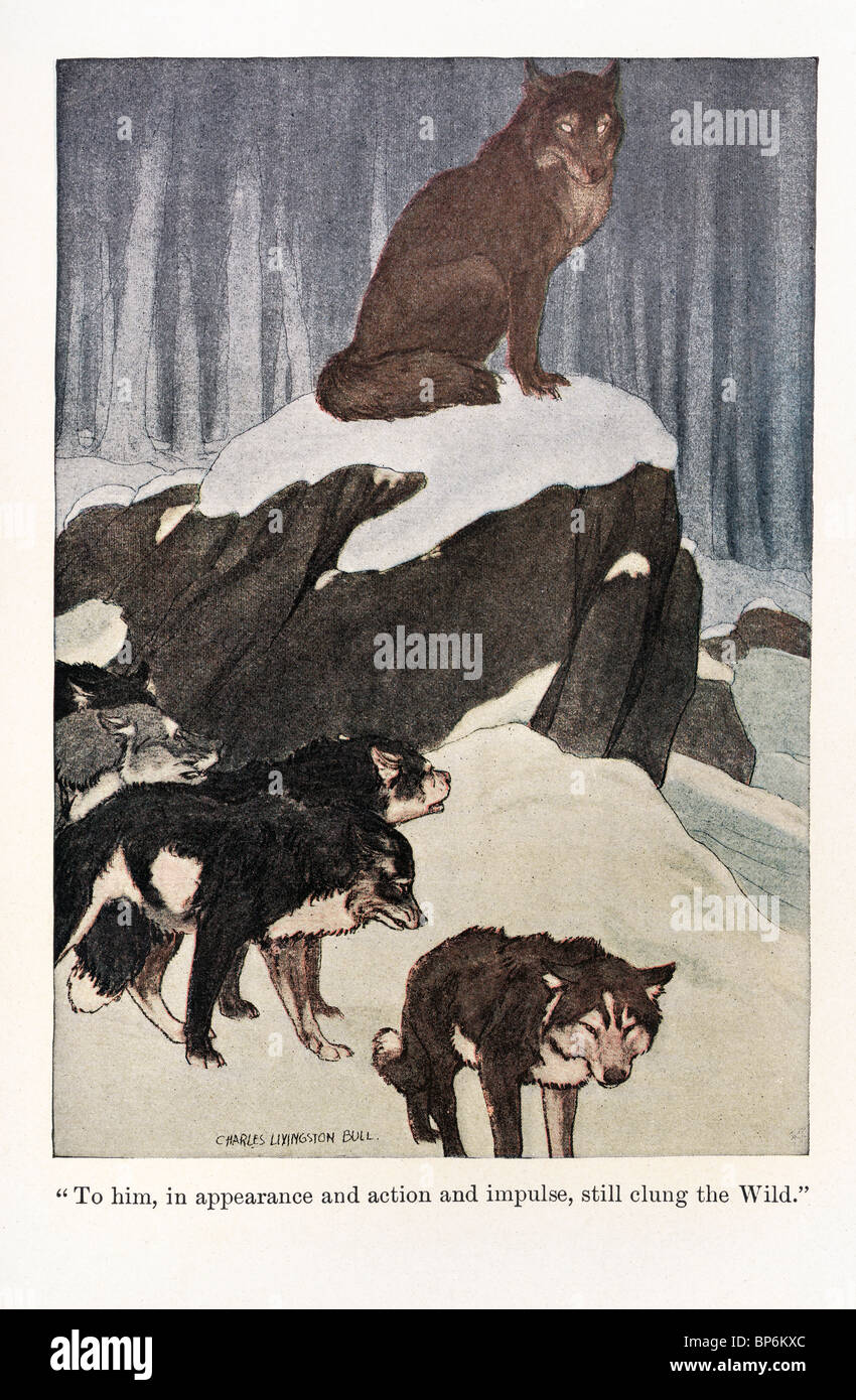 An illustration from White Fang by Jack London, 1905, 1906; illustrated by  Charles Livingston Bull Stock Photo - Alamy