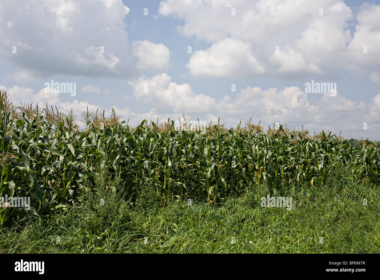 A Ontario Corn Field Stock Photo Alamy