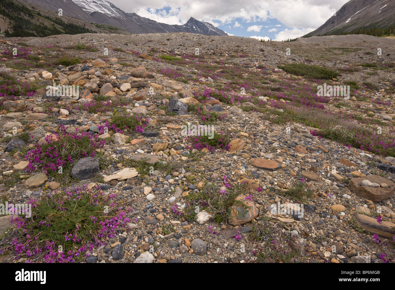 Northern Sweet Vetch, Hedysarum boreale, growing in abundance on glacial morraine of Athabasca Glacier; Columbia icefield Canada Stock Photo