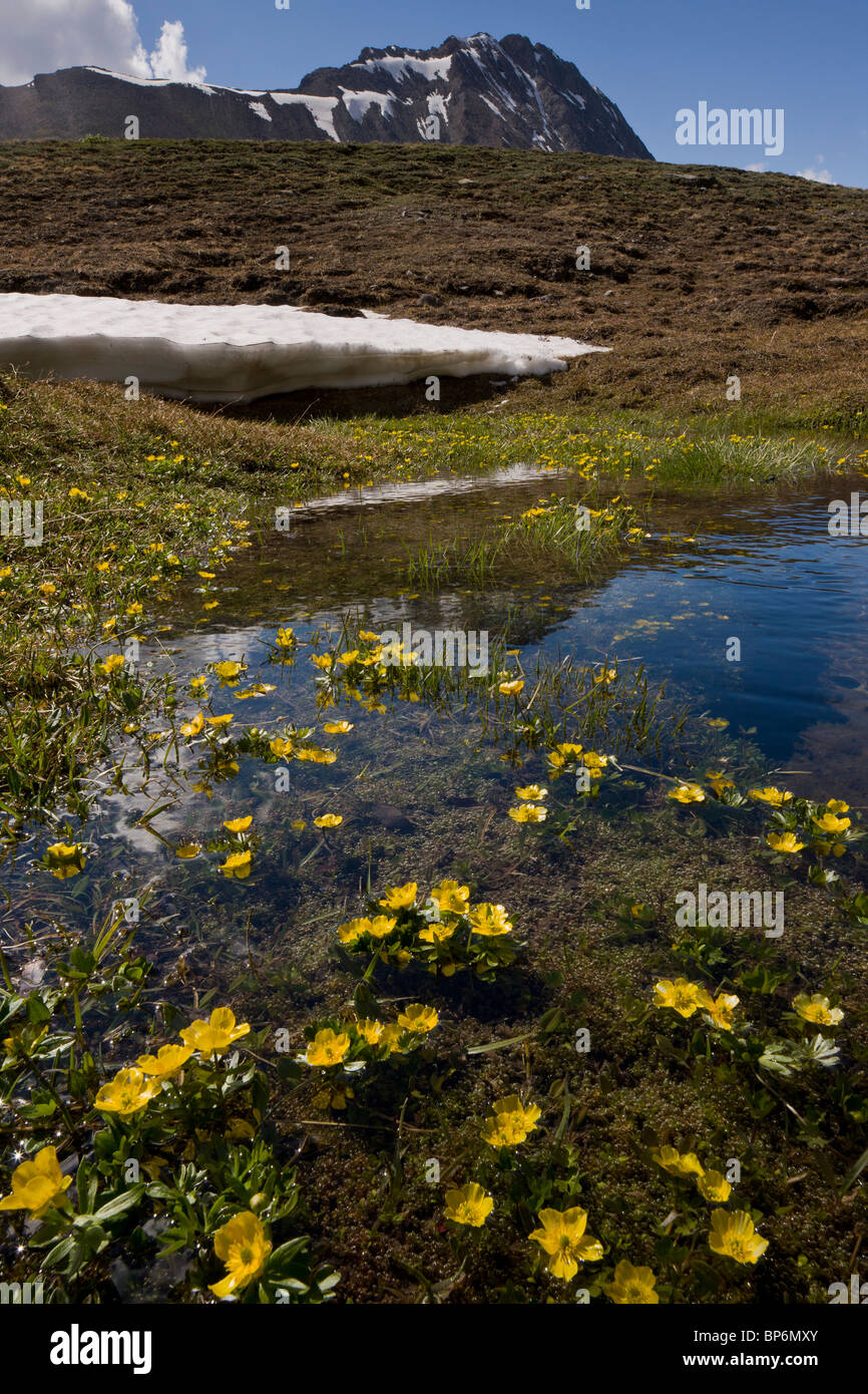 Masses of Mountain buttercup growing in snowmelt water, on Wilcox Pass